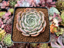 Echeveria 'Softball' 2"-3" Cluster Succulent Plant