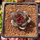 Echeveria 'Coco Jelly' 1"-2" Succulent Plant