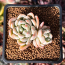 Echeveria 'Elsa' 1" Cluster Succulent Plant