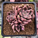 Echeveria 'Black Pettla' Cluster 2" New Hybrid Succulent Plant