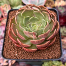Echeveria 'Brown Rose' 2"-3" Succulent Plant