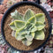 Graptoveria 'Harry Watson' Variegated 4" Succulent Plant