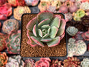 Echeveria 'Luella' Variegated 2" Succulent Plant