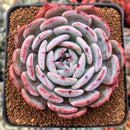 Echeveria 'Horizon' 2"-3" Succulent Plant