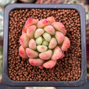 Echeveria 'Pink Top' 1" Succulent Plant