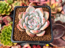Echeveria 'Hosikage' 2" Succulent Plant