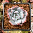 Echeveria 'Trumso' 1" Powdery Succulent Plant
