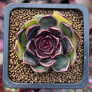 Echeveria 'Fushike' 1" New Hybrid Succulent Plant