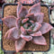 Echeveria 'Purple Champaign' 3" Succulent Plant