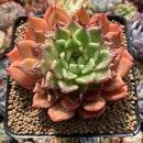 Echeveria Agavoides 'Black tip' 3"-4" Succulent Plant