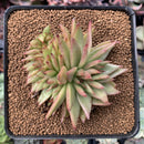 Echeveria Agavoides 'Challenger' Crested 3" Succulent Plant