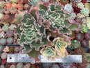 Echeveria 'Japan Moon River' Variegated 8" Very Large Cluster Succulent Plant