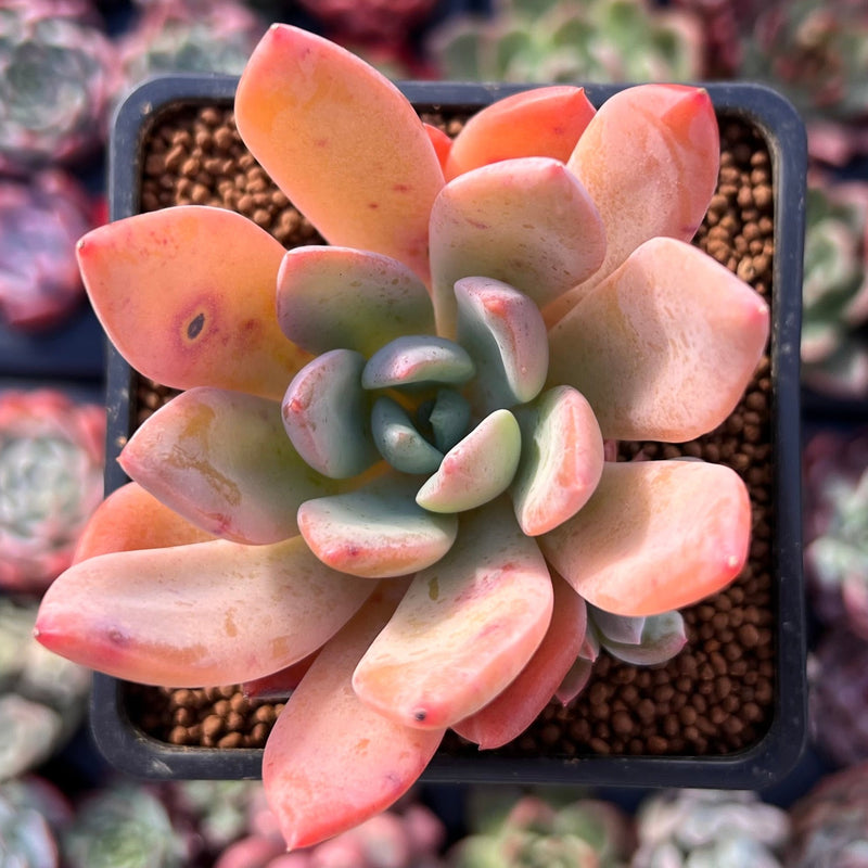 finger like succulent plant Echeveria 'Finger Baby' 2" Succulent Plant – True Succulents Plant Co