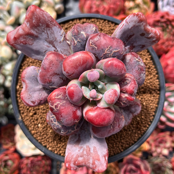 Echeveria 'Hearts Delight' 4" Succulent Plant