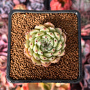 Echeveria 'Zaragoza' 1" Succulent Plant