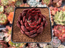 Echeveria Agavoides 'Signature' 2"-3" Succulent Plant