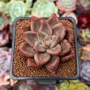 Echeveria Agavoides 'Pysche 2" Succulent Plant