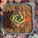 Echeveria 'Love Fire ' 1"-2" Succulent Plant