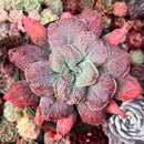 Echeveria 'Linguas' 4" Succulent Plant