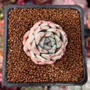 Echeveria 'Herbion' 1" Succulent Plant