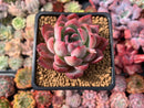 Echeveria sp. 2" Succulent Plant
