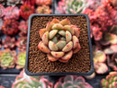 Echeveria sp. 1" Succulent Plant
