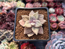 Echeveria 'Xichuensis' 2" Succulent Plant