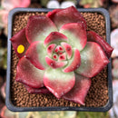 Echeveria Agavoides 'Frank Reinelt' Superclone 2" Succulent Plant
