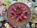 Echeveria Agavoides 'Luming' 3"-4" Succulent Plant