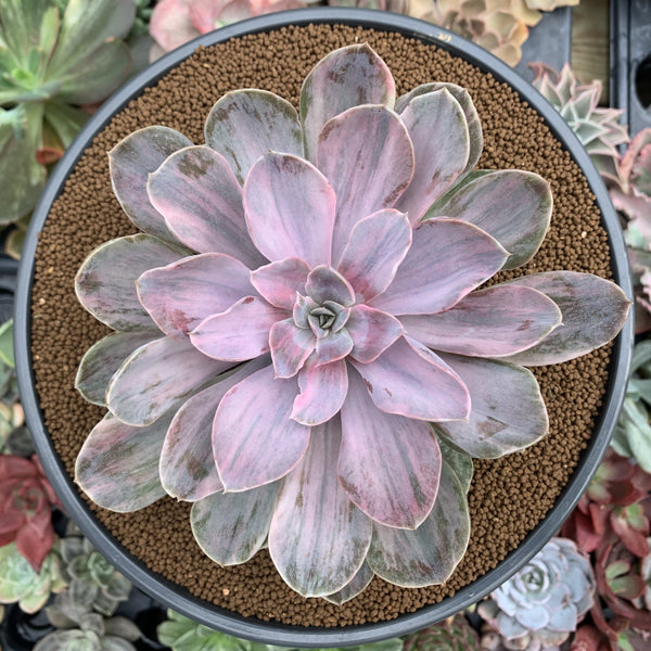 succulent echeveria perle von nurnberg Echeveria 'Perle von Nurnberg' Variegated 5" Succulent Plant – True  Succulents Plant Co