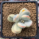 Cotyledon 'Orbiculata' Variegated Cutting 2" Succulent Plant