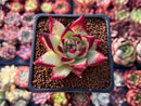 Echeveria Agavoides 'Maria' 2" Succulent Plant