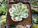 Echeveria 'Compton Carousel' 2" Succulent Plant