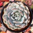 Echeveria 'Orange Monroe' 4" Succulent Plant
