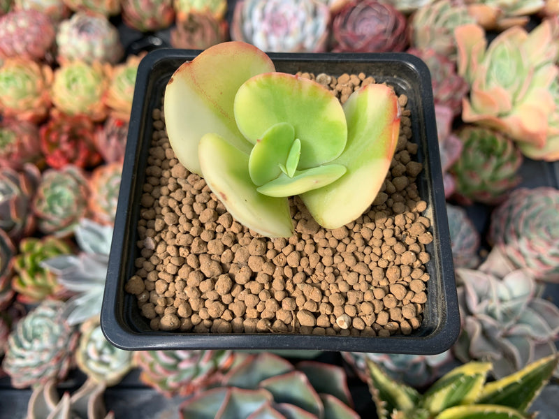 pallida succulent Echeveria 'Pallida' Variegated 1" Small Succulent Plant