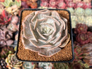 Echeveria 'Lilacina' Marble Variegated 3" Succulent Plant