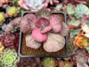 Echeveria 'Suyon Frill' Variegated 2" Succulent Plant