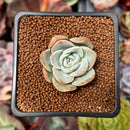 Echeveria 'Mona Lisa' 1" Succulent Plant