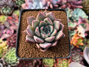 Echeveria 'Felipeso' 2" Succulent Plant