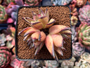 Echeveria Agavoides 'Topaz' 3" Succulent Plant