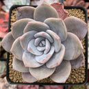 Echeveria 'Bianca' 2"-3" Succulent Plant