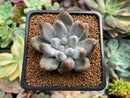 Echeveria 'Tolimanensis' 2" Succulent Plant