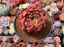 Echeveria Agavoides 'Deep Red' 4"-5" New Hybrid Succulent Plant