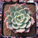 Echeveria 'Belladona' 2" Succulent Plant