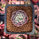 Echeveria 'C'est Si Bon' 1" Succulent Plant