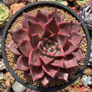 Echeveria Agavoides 'Romeo' 5" Succulent Plant