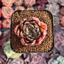 Echeveria Agavoides 'Sarabony' 1"-2" Succulent Plant