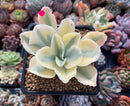 Echeveria 'Japan Moon River' Variegated 3" Cutting Succulent Plant