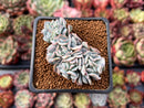 Echeveria 'Marina' Crested 2" Succulent Plant