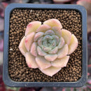 Echeveria sp. 1" Succulent Plant
